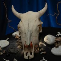 white animal skull on black textile