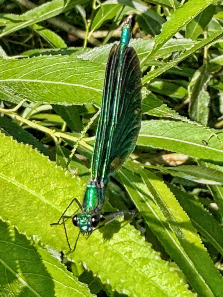 Jewelwing, damselfly