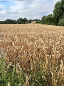 Golden wheat field stretching towards a tree-lined horizon under a pale cloudy sky