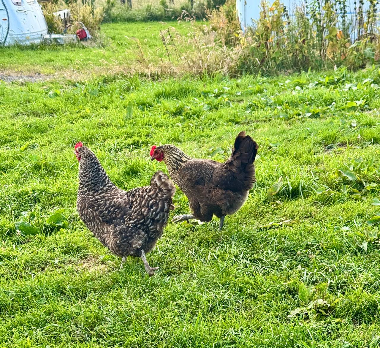 Two inquisitive chickens in the grass at camp