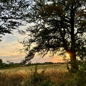 The Dorothy Practice: Staying With the Visible World for Another Beat
